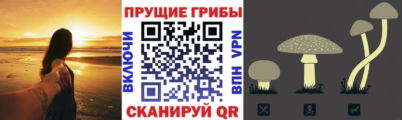 Псилоцибиновые грибы Psilocybe  Люберцы 